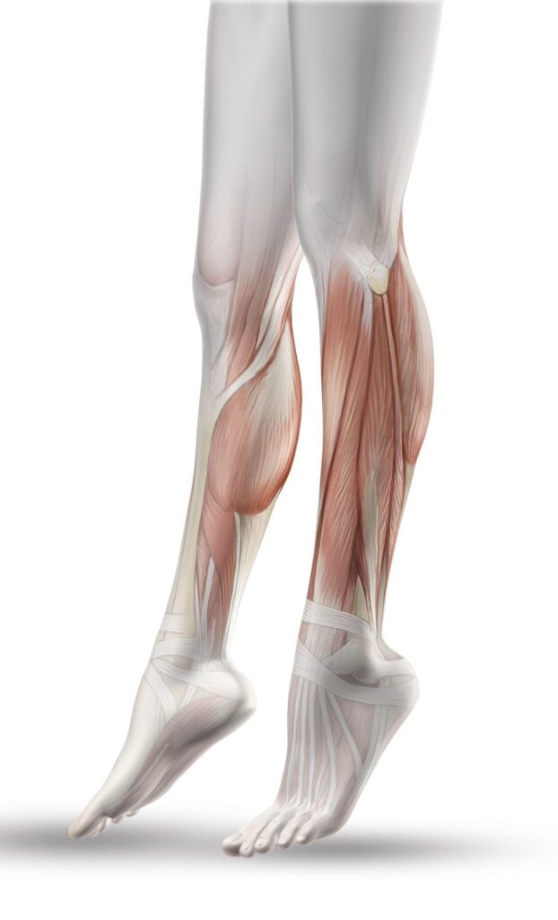 Anatomical illustration of the lower-leg muscles covering the tibia and fibula